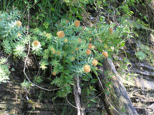 Photo By: Stephen M. Young. Photo taken: Schuyler County, NY on 8 June 2005